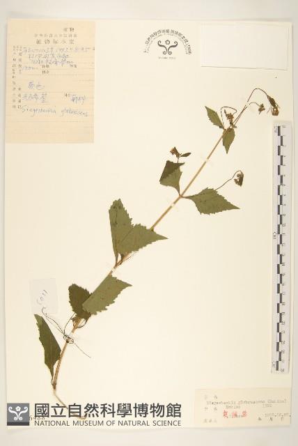 毛梗豨薟藏品圖，第1張