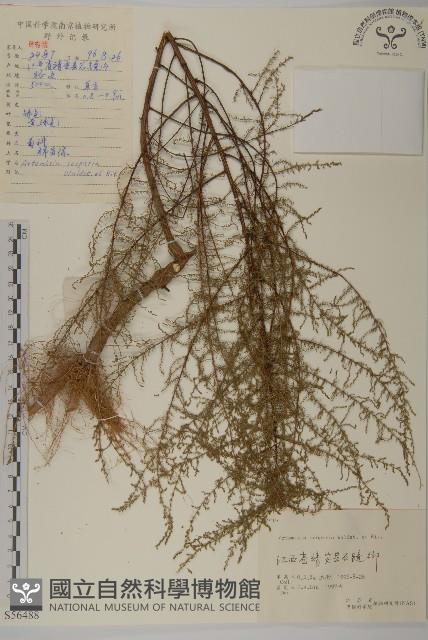 黃蒿藏品圖，第1張