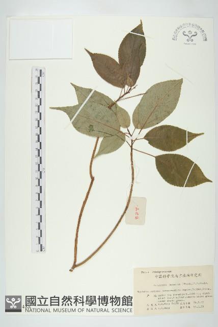 青莢葉藏品圖，第1張