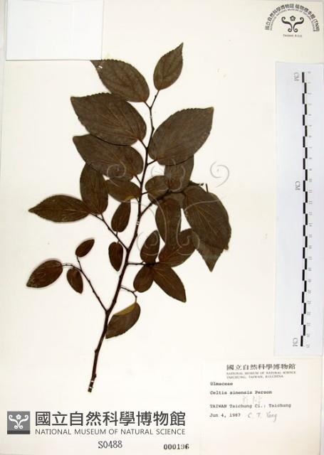 朴樹藏品圖，第1張