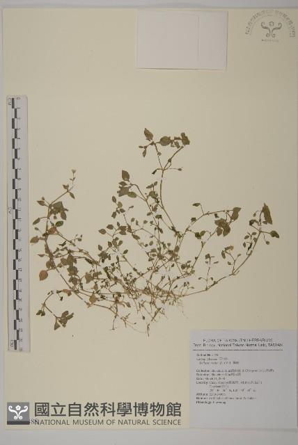 繁縷藏品圖，第1張