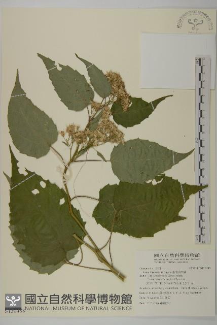 臺灣山白蘭藏品圖，第1張