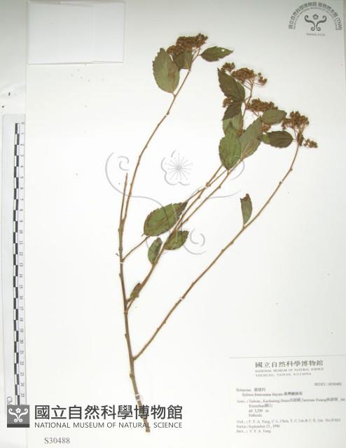 臺灣繡線菊藏品圖，第1張