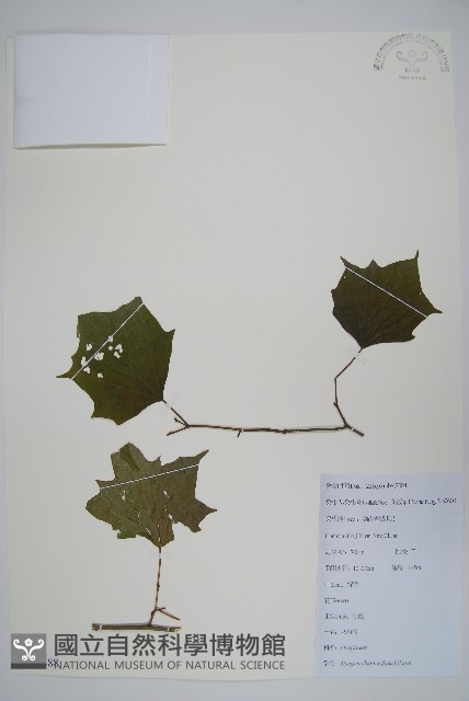 八角楓藏品圖，第1張