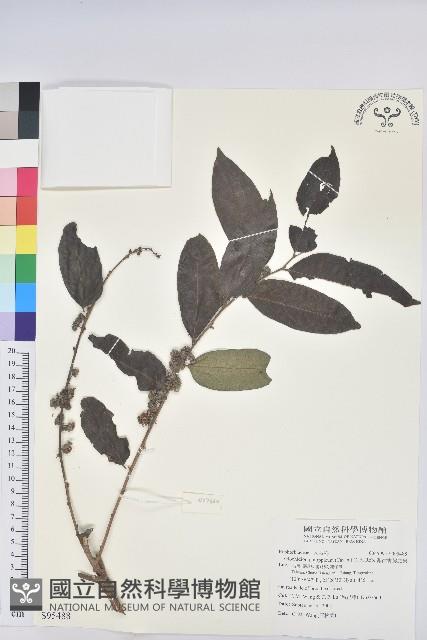 菲律賓饅頭果藏品圖，第1張