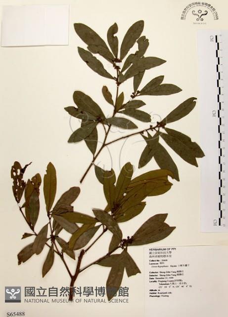 黃肉樹, 小梗木薑子藏品圖，第1張