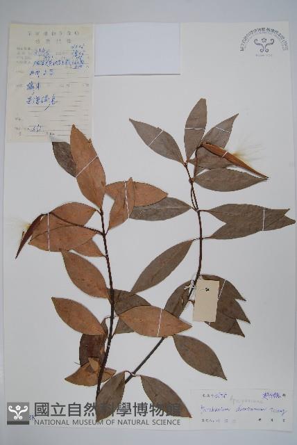 紅杜仲藤藏品圖，第1張