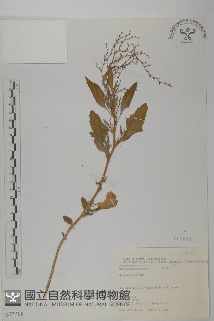 藜、灰藜藏品圖，第1張