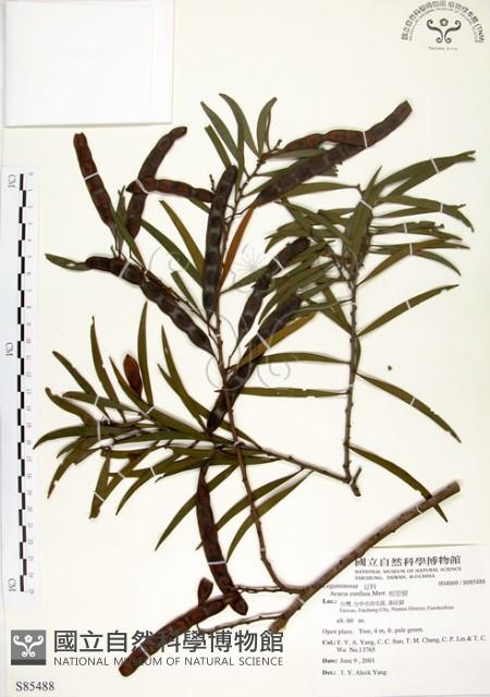 相思樹藏品圖，第1張
