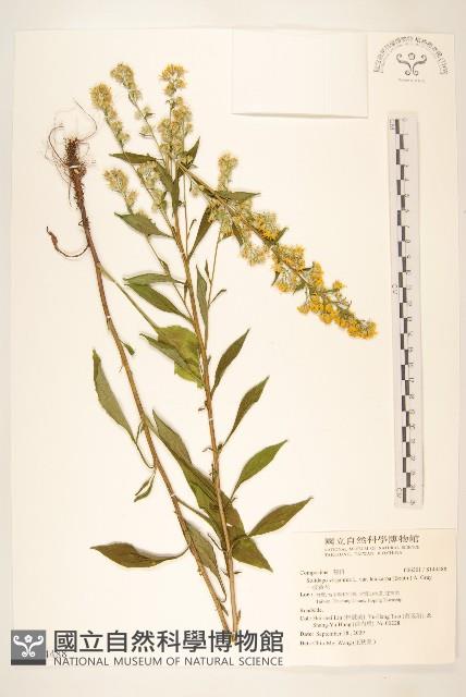 一枝黃花藏品圖，第1張