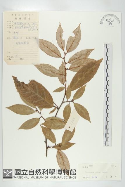 藤胡頹子藏品圖，第1張