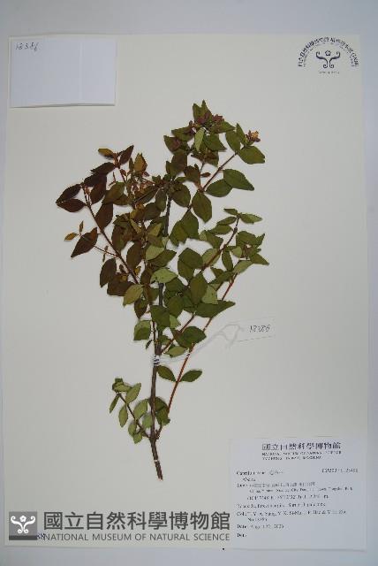 登錄號:S123488藏品圖，第1張