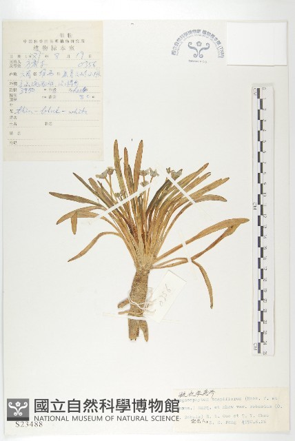 粗壯單花芥藏品圖，第1張