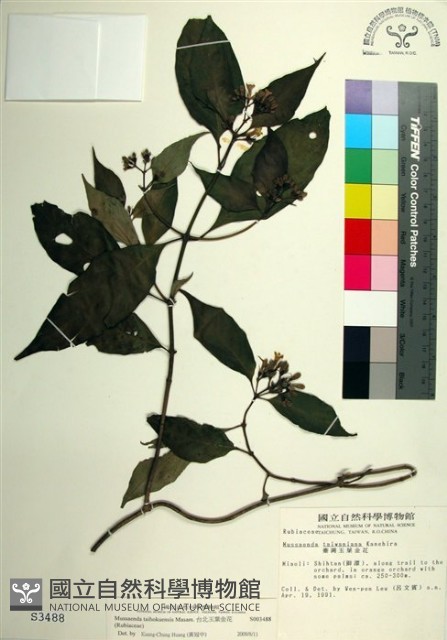 台北玉葉金花藏品圖，第1張