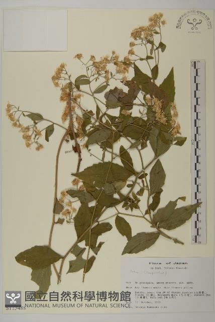 登錄號:S113488藏品圖，第1張