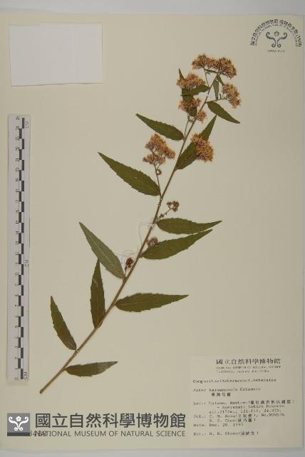 臺灣馬蘭藏品圖，第1張