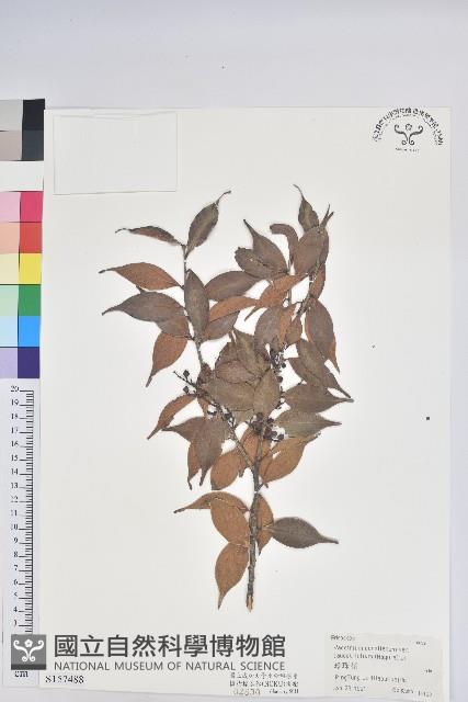 珍珠花、長尾葉越橘藏品圖，第1張