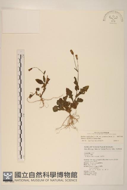 紫背草藏品圖，第1張