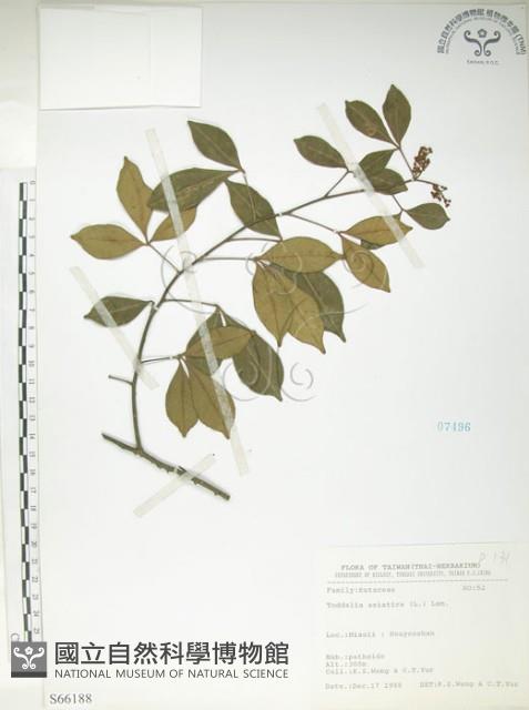 飛龍掌血藏品圖，第1張