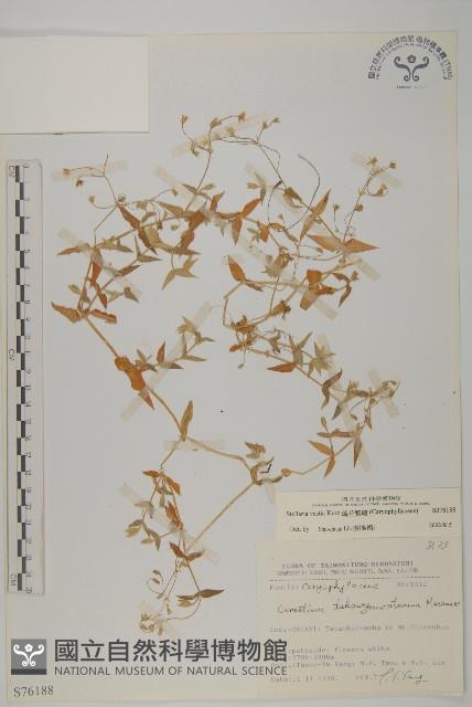 疏花繁縷藏品圖，第1張