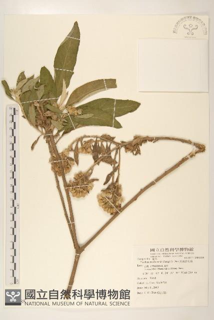 美洲闊苞菊藏品圖，第1張