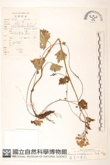 齒裂千里光藏品圖，第1張