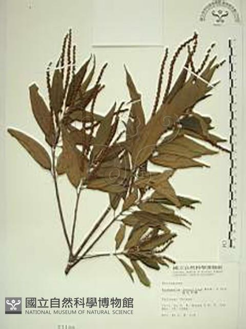 Dense-flowered False-nettle Collection Image