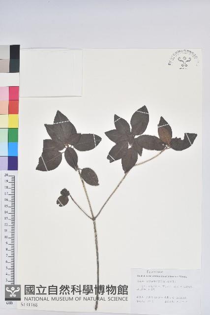 馬銀花藏品圖，第1張