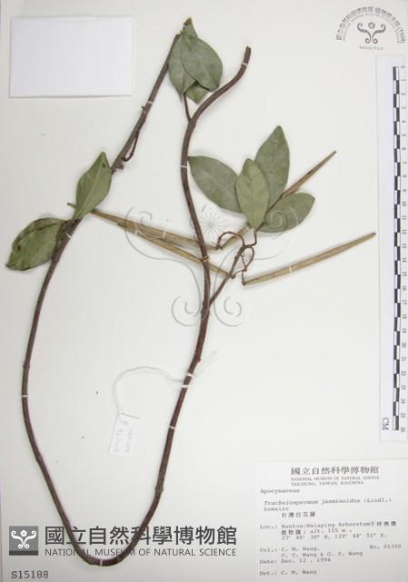 絡石藏品圖，第1張