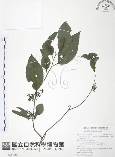 台灣山桂花藏品圖，第1張
