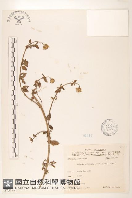 天蓬草舅藏品圖，第1張