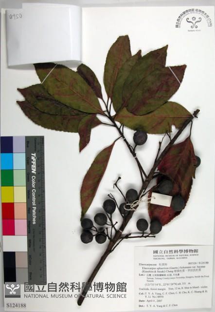 球果杜英、早田氏杜英藏品圖，第1張