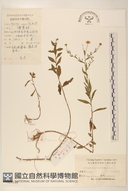 雞兒腸藏品圖，第1張