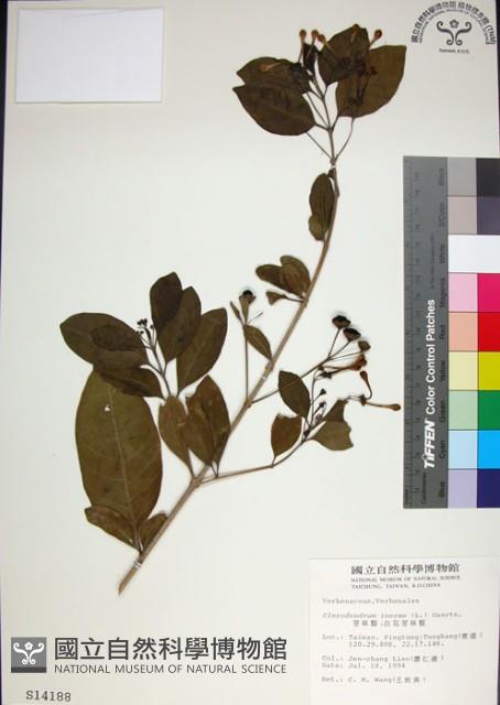 苦林盤藏品圖，第1張