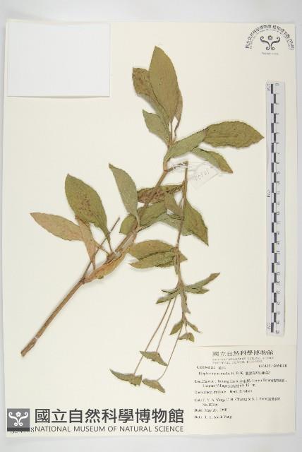 地膽草、毛蓮菜藏品圖，第1張