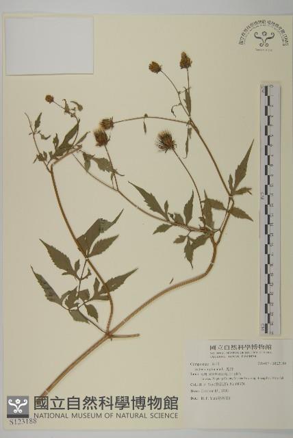 鬼針藏品圖，第1張