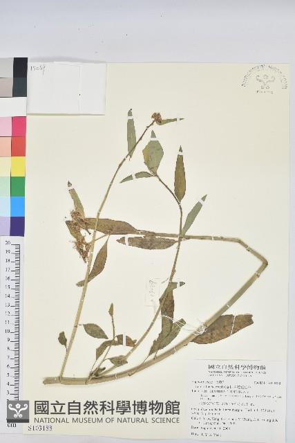 白苞猩猩草藏品圖，第1張