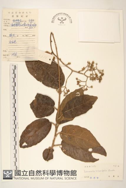 茄葉斑鳩菊藏品圖，第1張