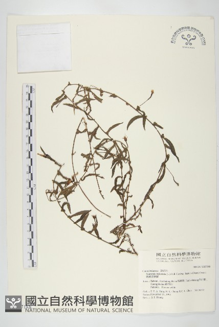 戟葉菜欒藤藏品圖，第1張