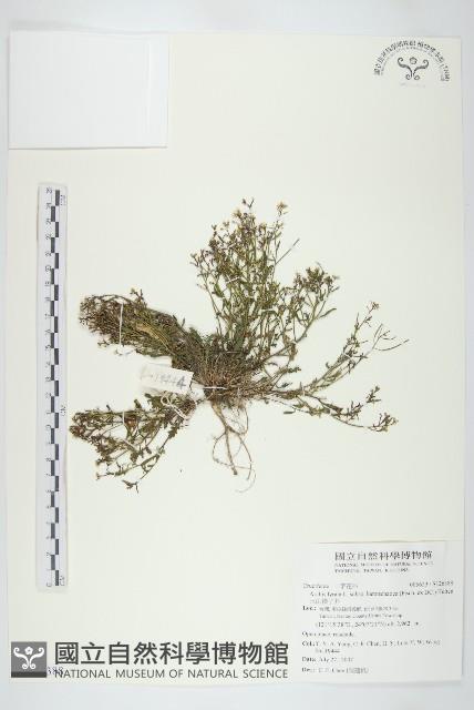 玉山筷子芥藏品圖，第1張