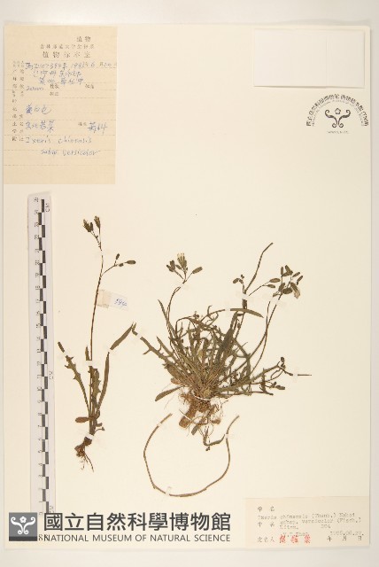 兔子菜藏品圖，第1張