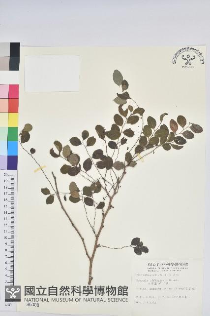 紅仔珠藏品圖，第1張