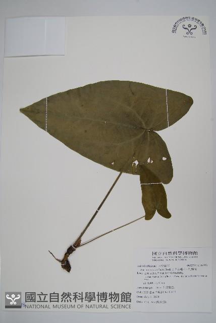 大花細辛、馬蹄香藏品圖，第1張