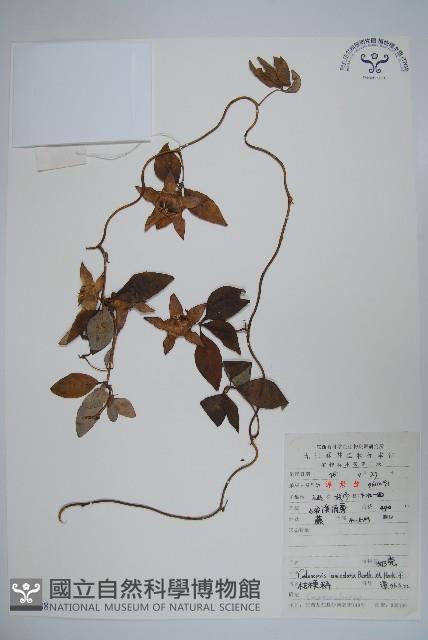 羊乳、四葉參藏品圖，第1張