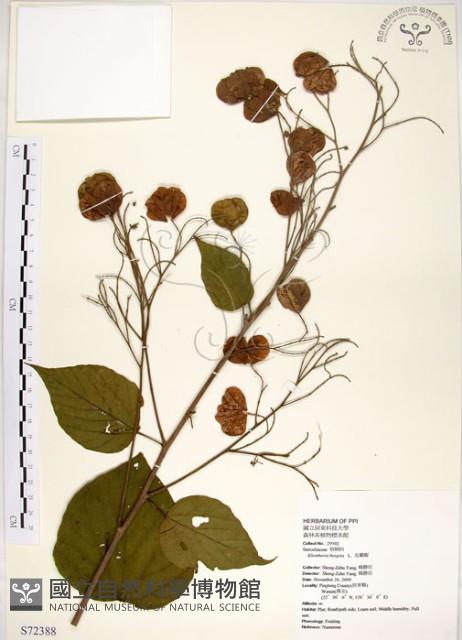 克蘭樹藏品圖，第1張