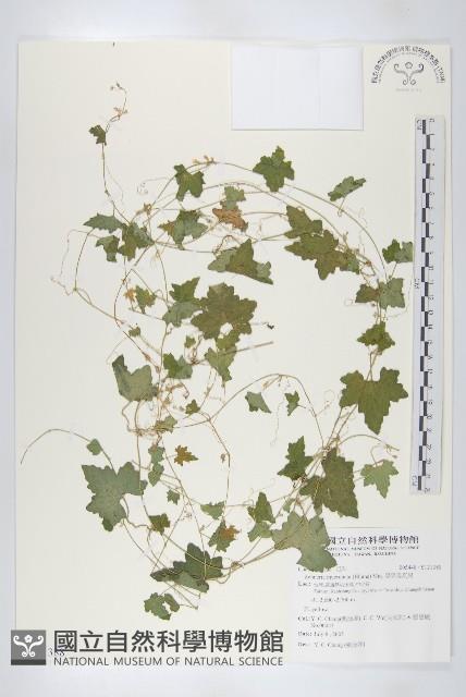 天花藏品圖，第1張