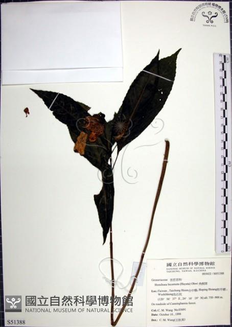 角桐草、台灣半蒴苣苔藏品圖，第1張