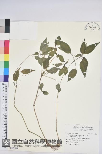 山靛藏品圖，第1張