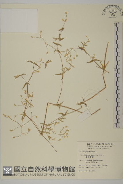 疏花繁縷藏品圖，第1張