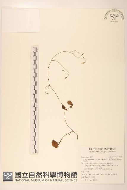 稻槎菜藏品圖，第1張